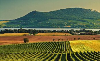 Moravia: la regione dove la birra e il vino si incontrano