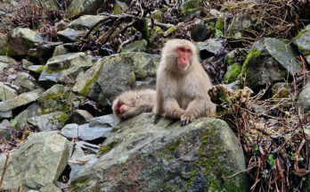 5 luoghi da non perdere a Nagano