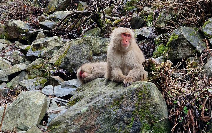 5 luoghi da non perdere a Nagano