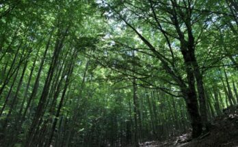 Gite in montagna: 5 escursioni per godersi l’estate al fresco