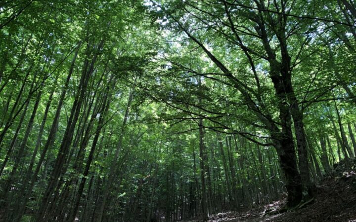 Gite in montagna: 5 escursioni per godersi l’estate al fresco