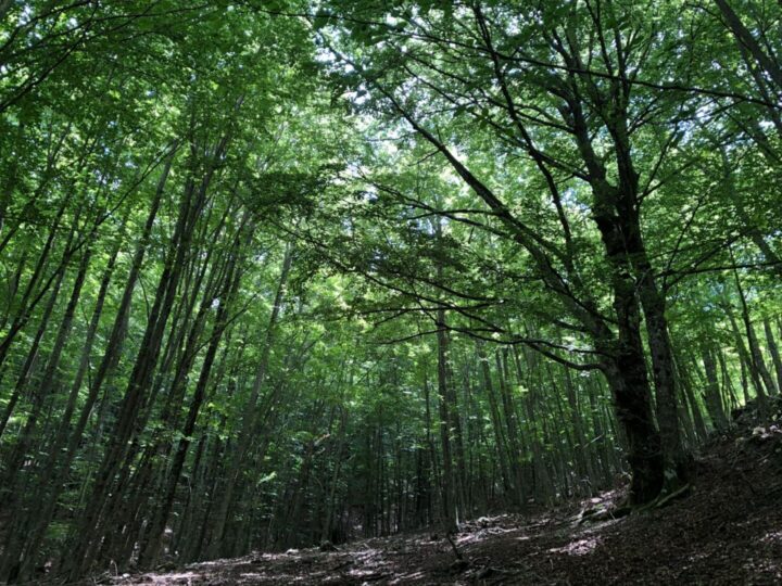Gite in montagna: 5 escursioni per godersi l’estate al fresco