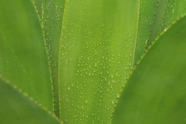 Benefici dell'Aloe