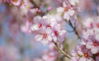 Hanami: la tradizione giapponese