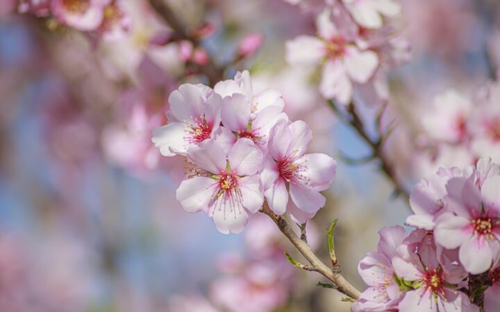 Hanami: la tradizione giapponese