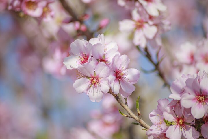 Hanami: la tradizione giapponese