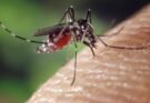 Come prevenire le punture di zanzara: 9 consigli