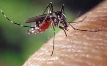 Come prevenire le punture di zanzara: 9 consigli
