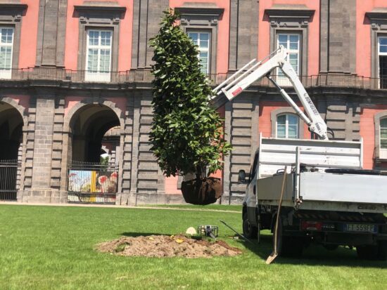 Un albero dell'amicizia per la comunità franco-napoletana