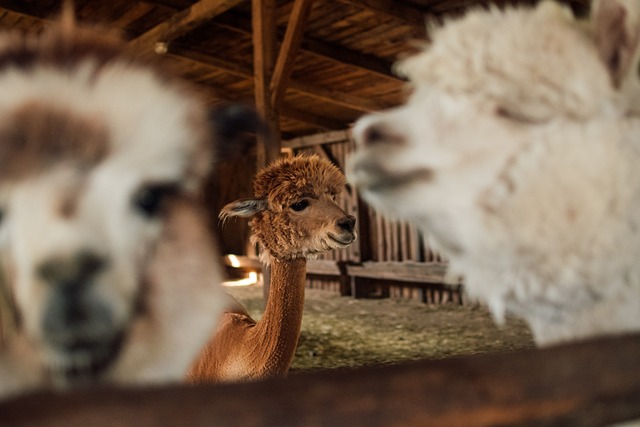 Comprare un agriturismo, i migliori consigli da seguire