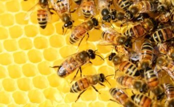 L’importanza delle api sul nostro pianeta