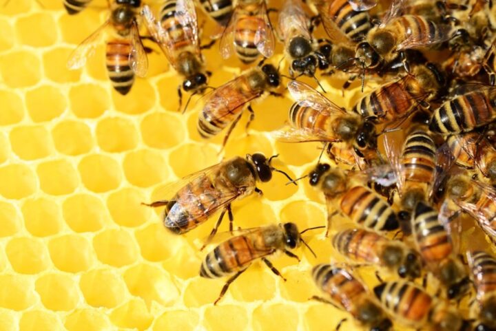 L’importanza delle api sul nostro pianeta e il ruolo