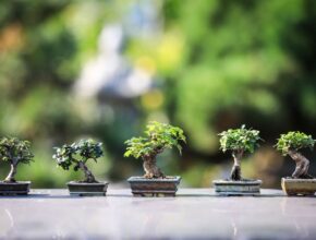 Il Bonsai (盆栽): tradizione e simbolismo