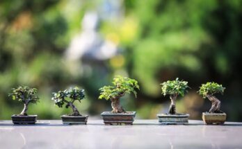 Il Bonsai (盆栽): tradizione e simbolismo