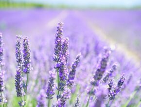 5 regole per regalare un profumo alla propria mamma