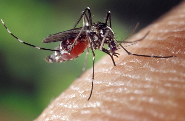 Rimedi naturali per zanzare: gli 8 più efficaci