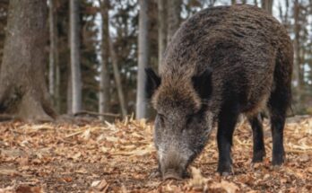 Peste suina in Campania: facciamo il punto