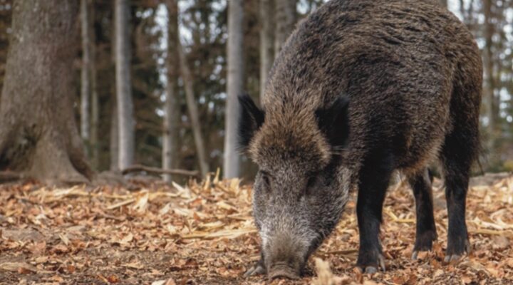 Peste suina in Campania: facciamo il punto