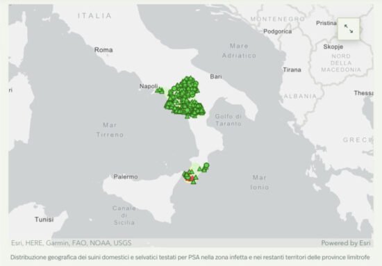 Peste suina in Campania: facciamo il punto