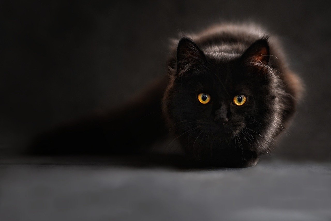 Gatti neri: perché si dice che portino sfortuna?