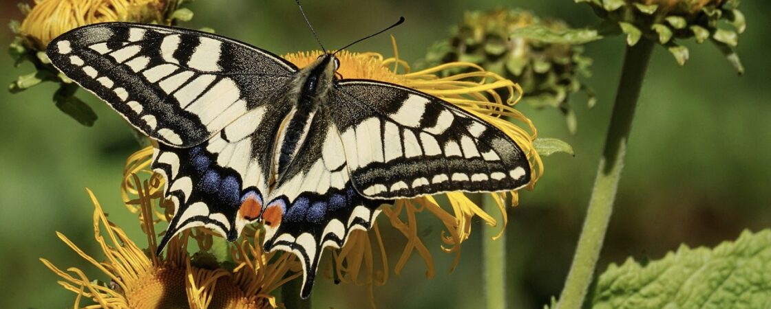 Entomologia , il fantastico mondo degli insetti