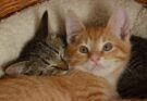 Personalità del gatto: quanto incide il colore del suo pelo?