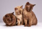 benefici di avere un gatto
