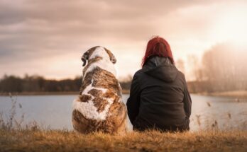 Adottare un cane da un rifugio: 5 aspetti da conoscere