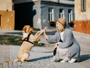 Adottare un cane, cosa c'è da sapere