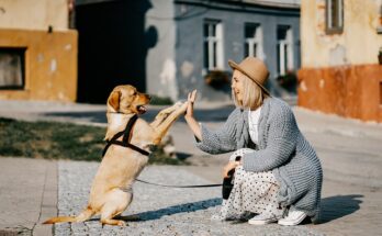 Adottare un cane, cosa c'è da sapere