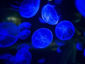 Bioluminescenza, un fenomeno mozzafiato