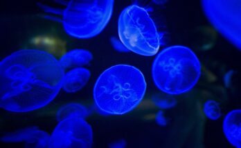 Bioluminescenza, un fenomeno mozzafiato