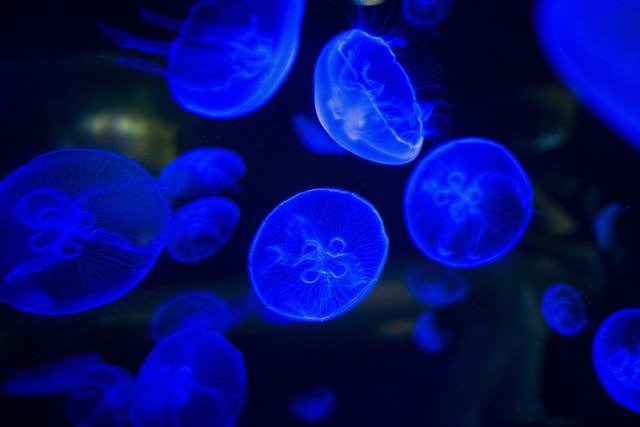 Bioluminescenza, un fenomeno mozzafiato