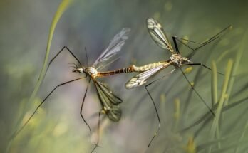 Come prevenire le punture di zanzare: 9 consigli