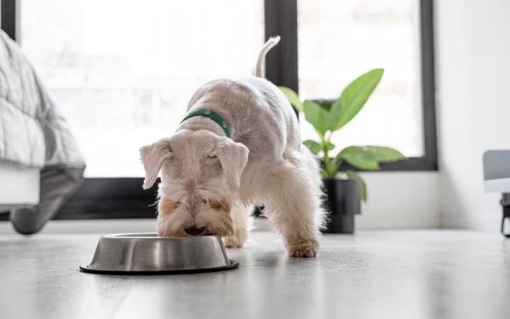 Dieta BARF: una sana alimentazione per i nostri cani