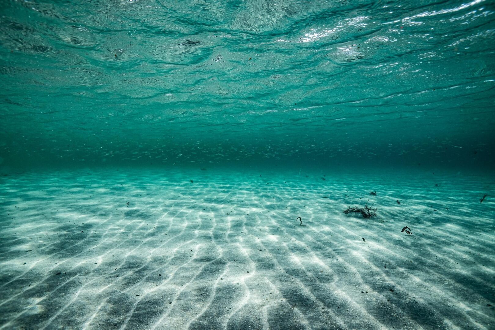 Mari e oceani: i polmoni blu del nostro pianeta