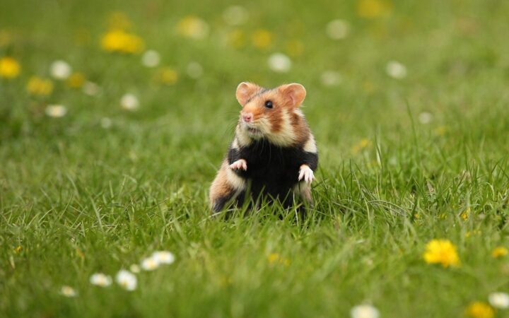 Adottare un criceto