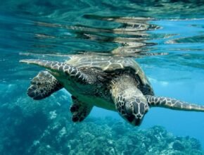 Fauna marina: 4 specie che popolano i nostri mari