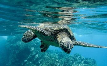 Fauna marina: 4 specie che popolano i nostri mari