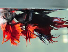 pesce combattente