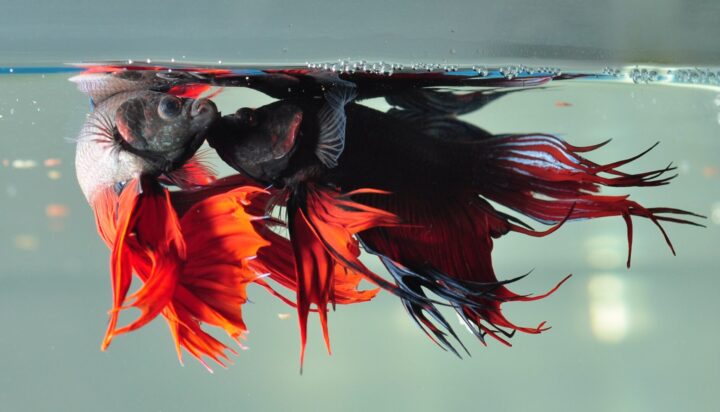 pesce combattente