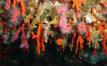 Napule è rosso corallo