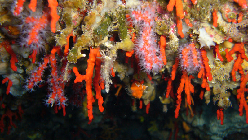 Napule è rosso corallo