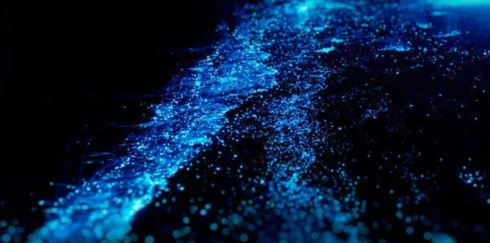 Mare delle stelle: il segreto delle Maldive