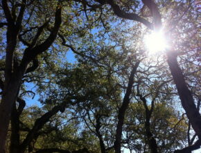 Komorebi, la luce che filtra tra le foglie degli alberi