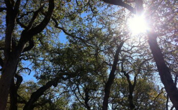 Komorebi, la luce che filtra tra le foglie degli alberi