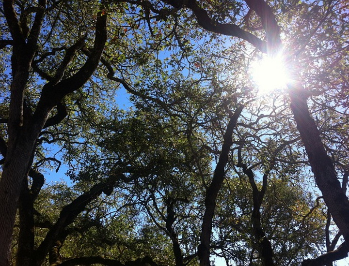 Komorebi, la luce che filtra tra le foglie degli alberi
