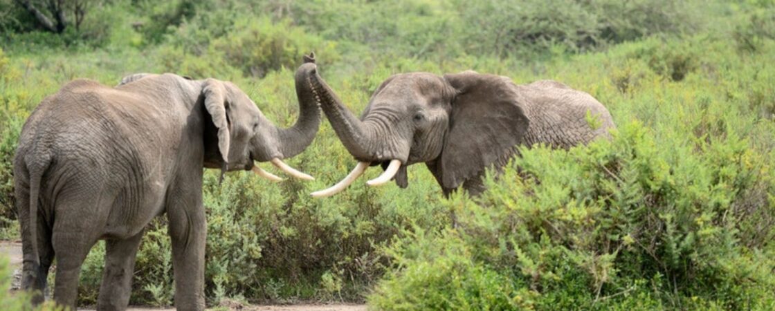 Chhouk: l’elefante dall’immensa forza di sopravvivenza