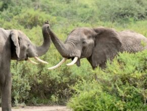 Chhouk: l’elefante dall’immensa forza di sopravvivenza