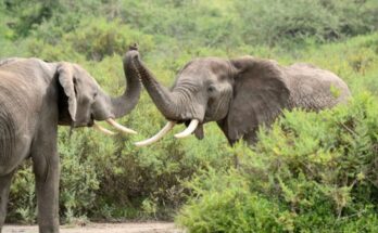 Chhouk: l’elefante dall’immensa forza di sopravvivenza